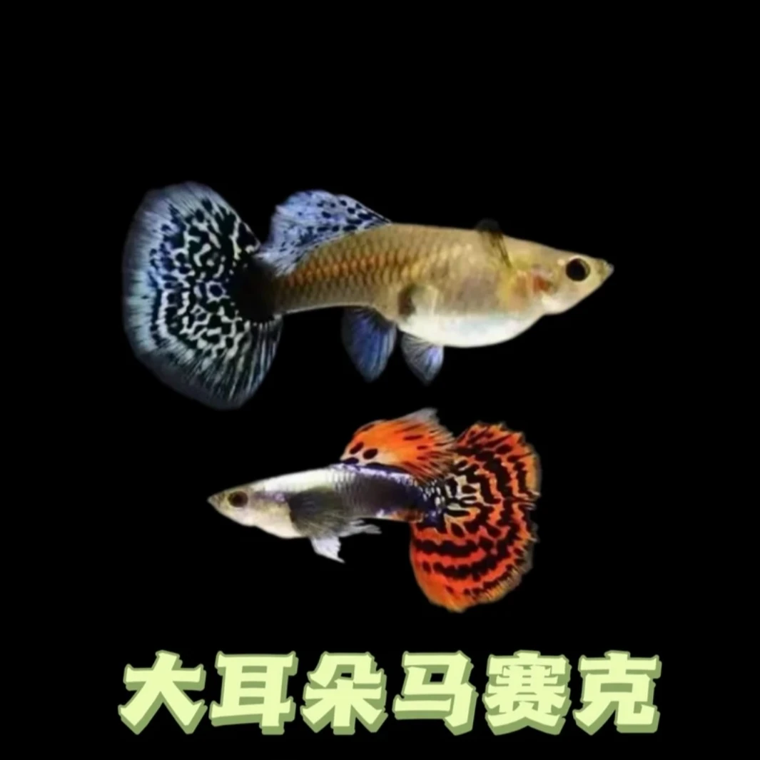 大耳朵孔雀鱼马赛克泰国小飞机孔雀淡水鱼饲养混养蓝耳观赏鱼小型
