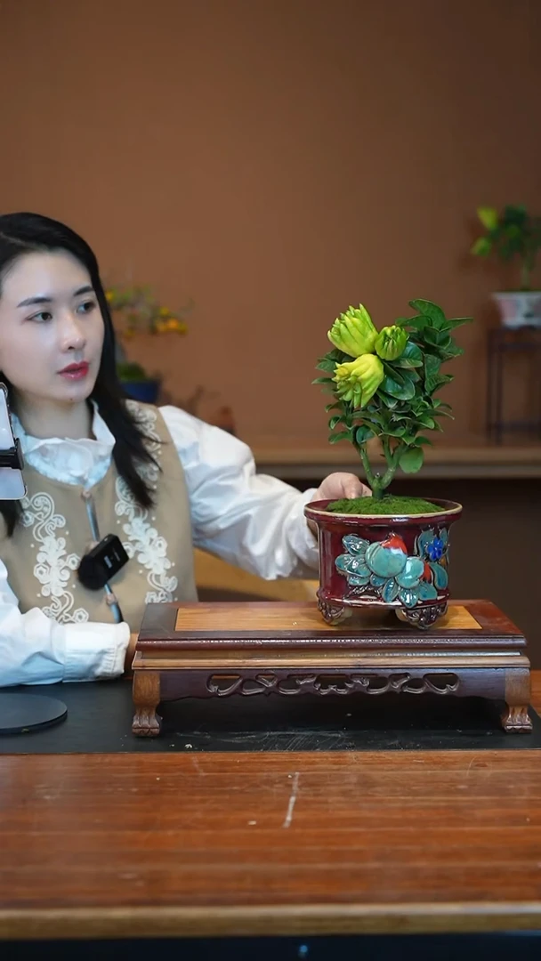 全部花朵佛手盆景盆景盆景