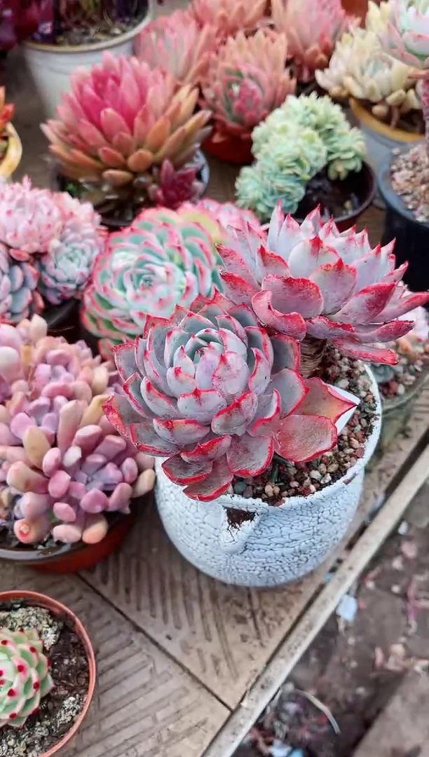 【闪购商品】07230