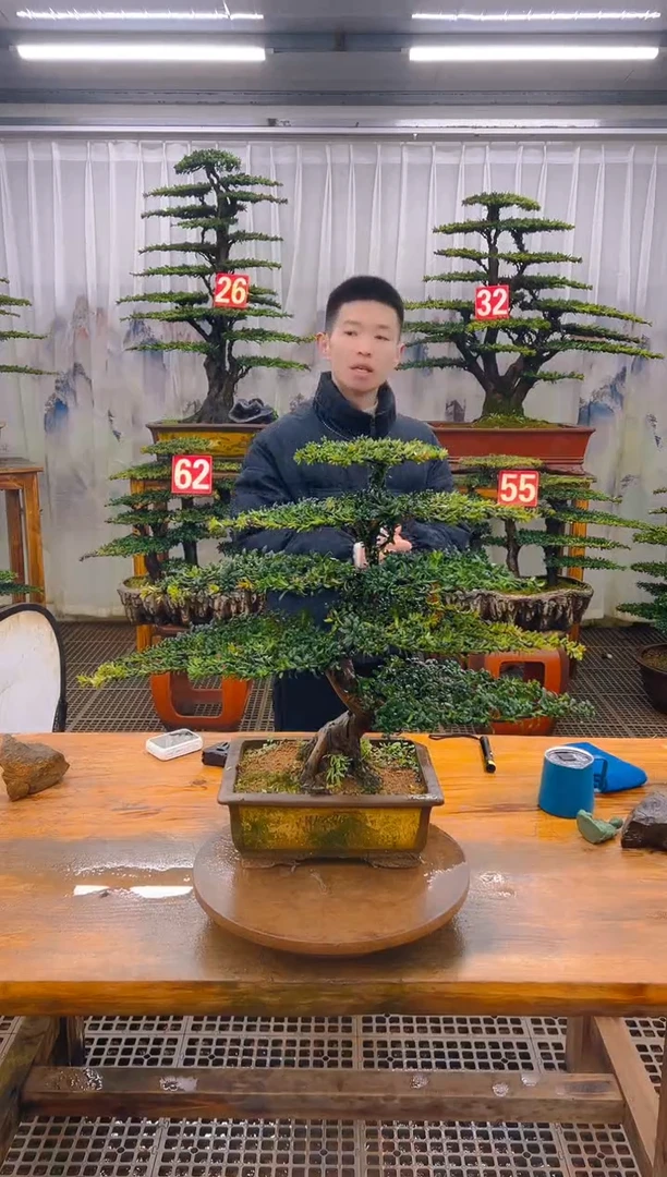 无花朵精品盆景直播间一物一拍