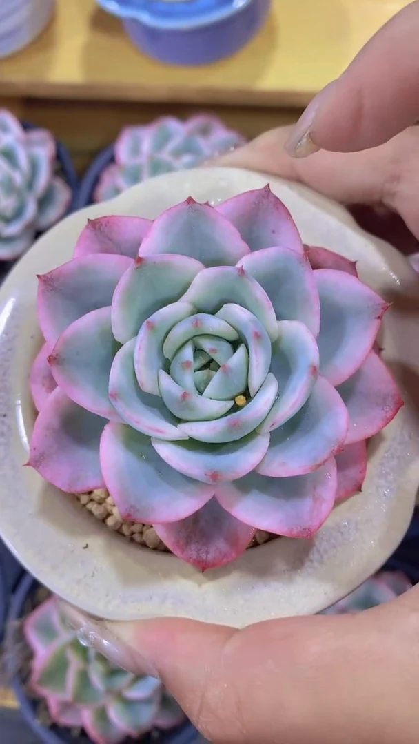 A356-奶油黄桃锦带盆土（量拍）