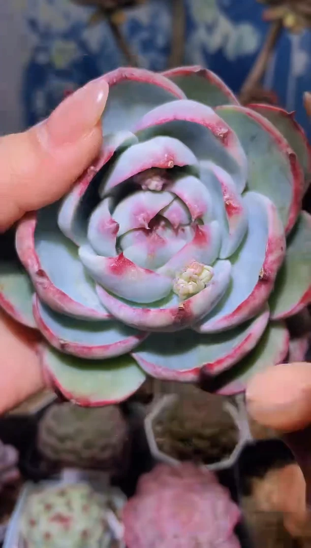 【闪购商品】552惊鸿仙子多肉