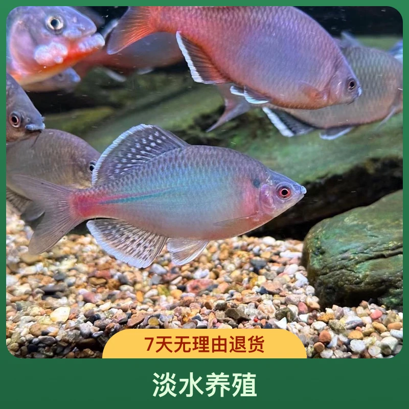青鳞新安江青鳞 黄山新安江青鳞 冷水一手货源水族活体发货原生