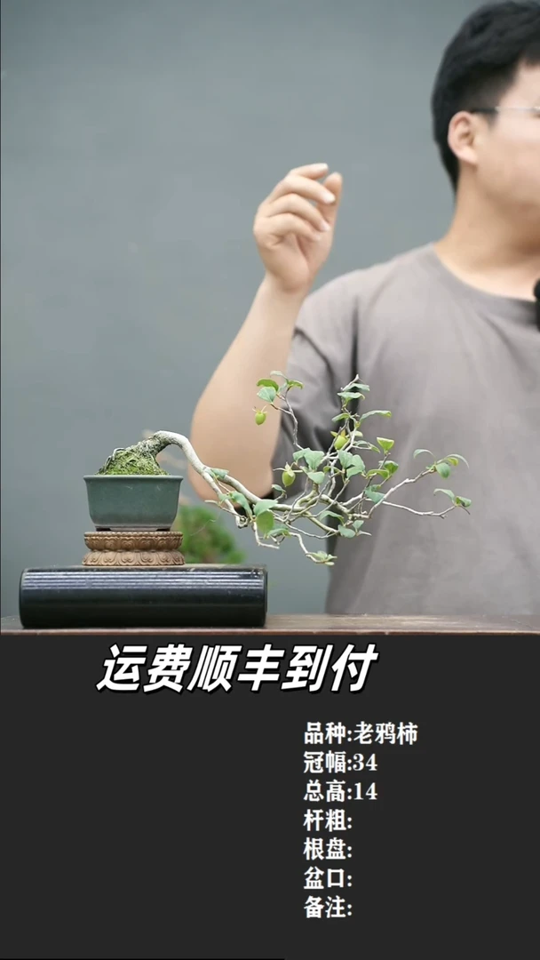 秦****博3 老鸦柿