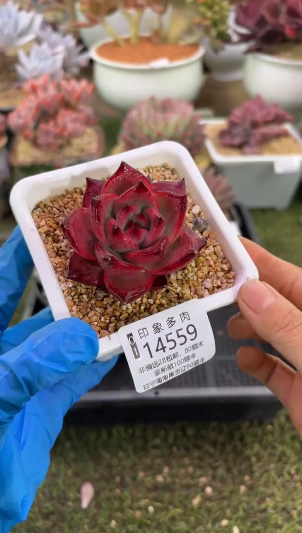 【闪购商品】14559