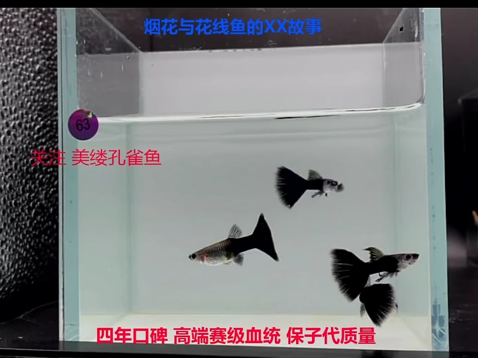 孔雀鱼赛线三角尾蓝礼服幼鱼一对加备损