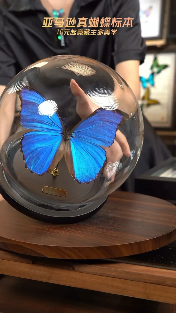 大蓝闪蝶玻璃罩款（带证书）