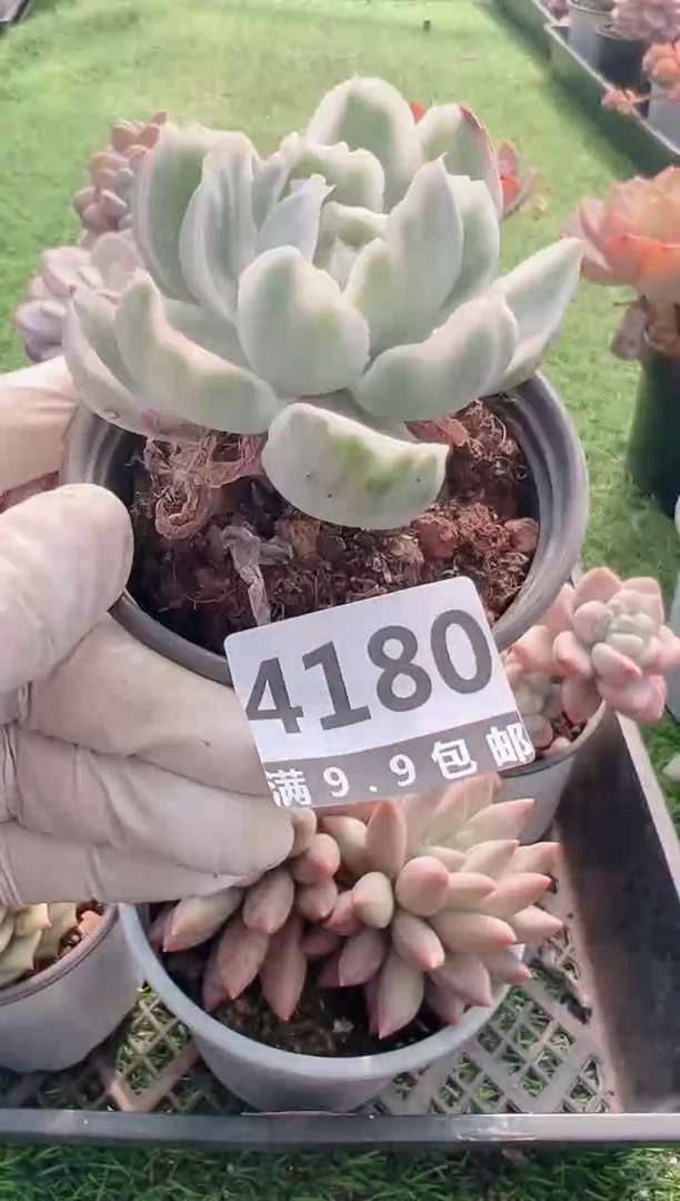 【闪购商品】信福多肉一物一拍