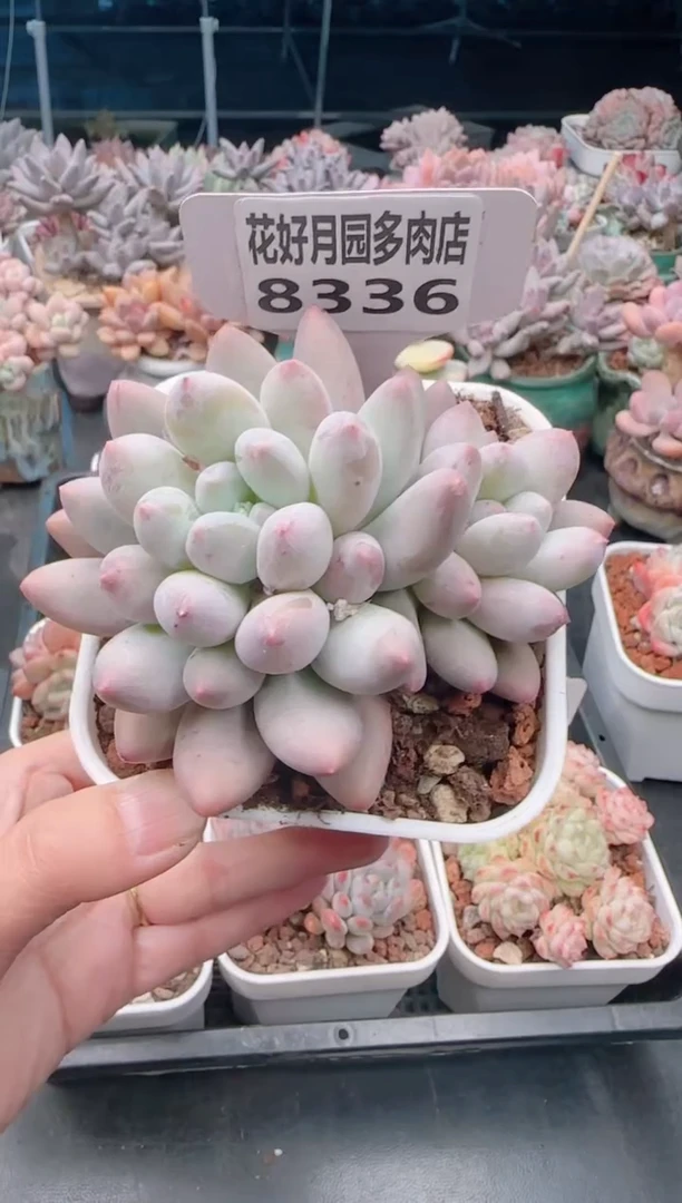 【闪购商品】8336萝莉美人