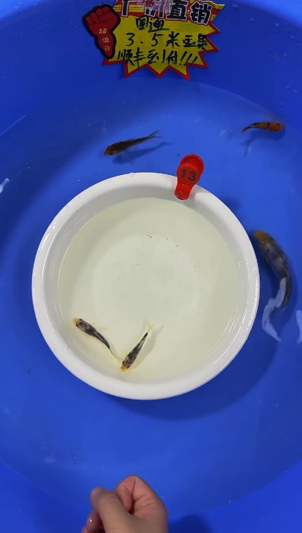 锦鲤活体二号链接