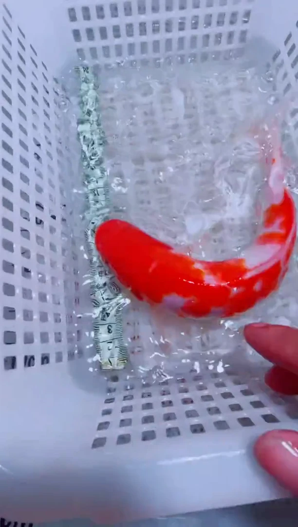 锦鲤锦鲤一物一拍包邮38