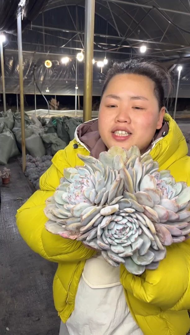 【闪购商品】51-橙梦露3-5头22CM9.99