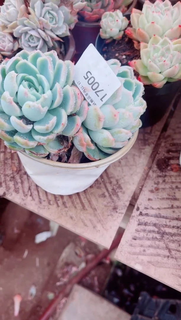 甜**?跃跃精品多肉17005