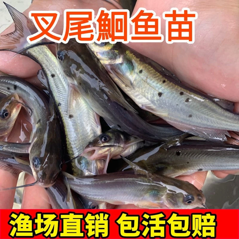 四川鱼苗 叉尾鮰鱼 好养殖