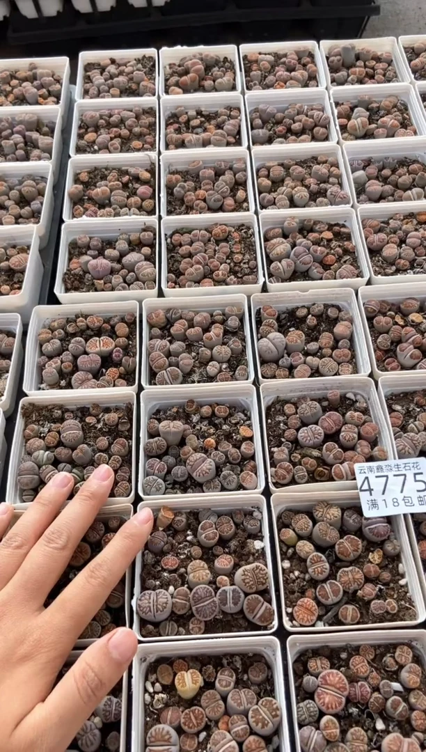 4775特价七方菊纹章有瑕疵发货1盒量拍【稀疏款】