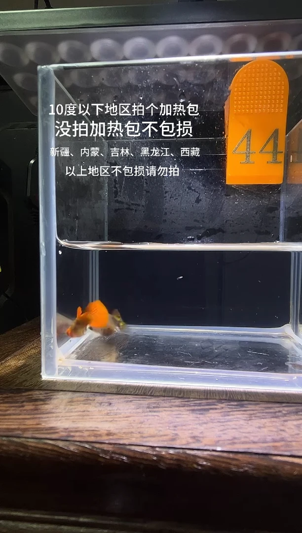 孔雀鱼虎斑玻璃猫编号44