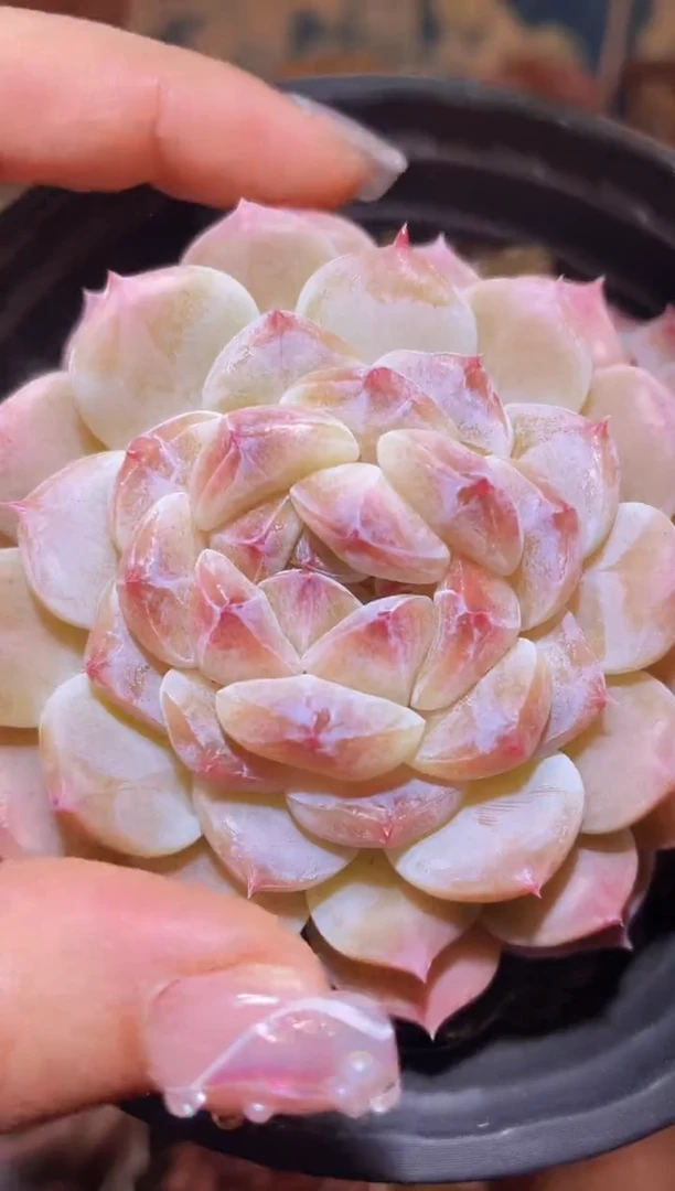 【闪购商品】019大白兔母本