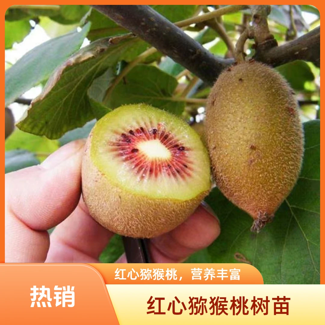 红心猕猴桃树苗南北方种植当年结果