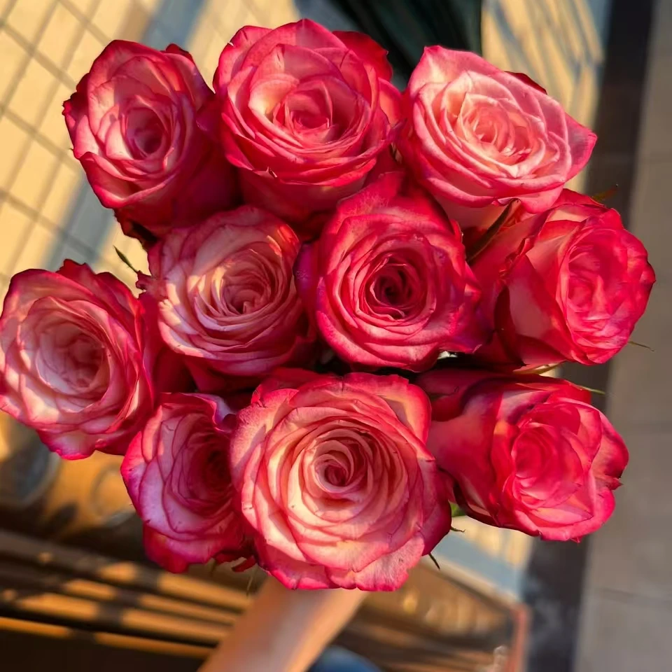 【3颗包邮】切花闪电月季花苗灌木大花直立庭院阳台盆栽四季开花