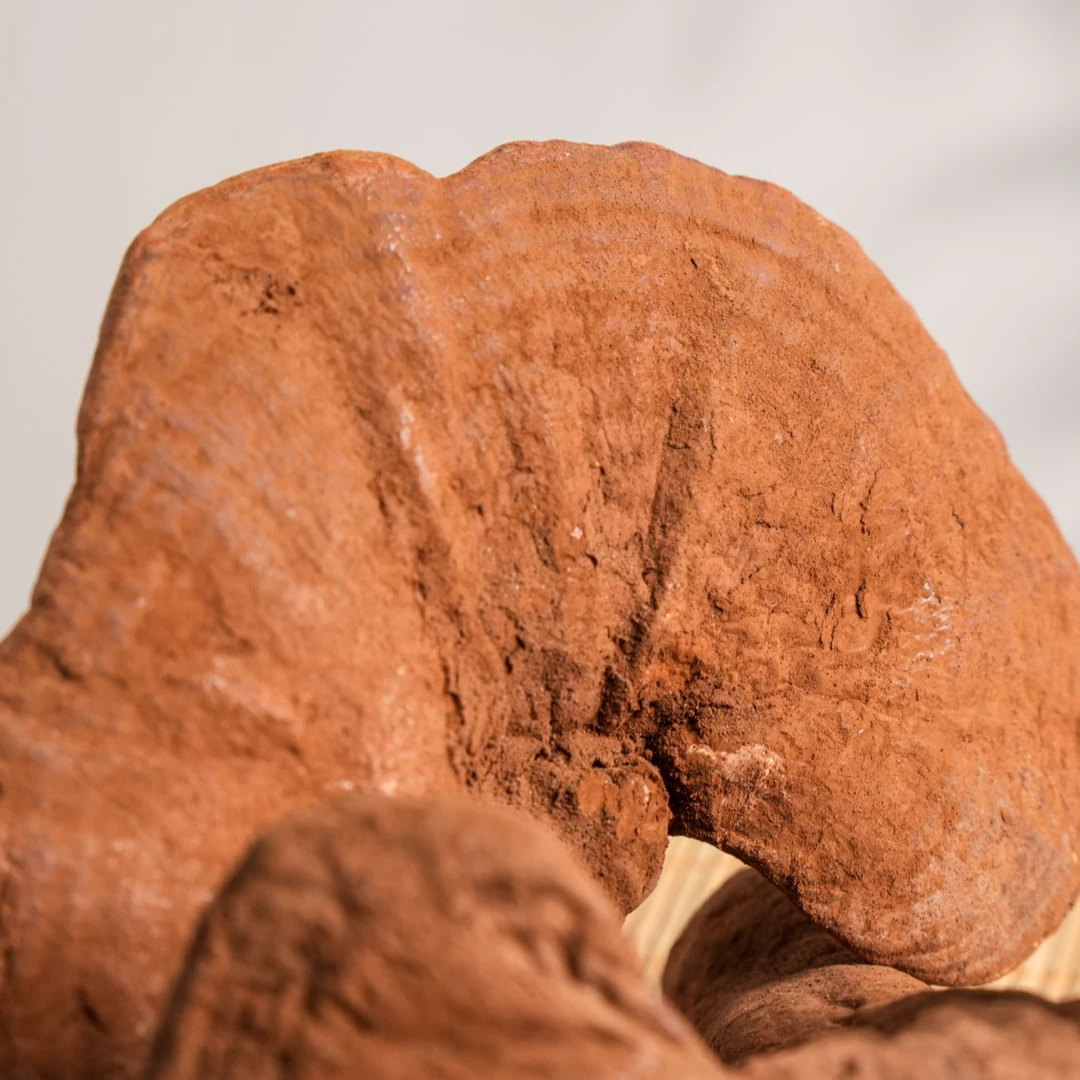 【买半斤到手一斤】长白山孢子粉芝芝（苓）