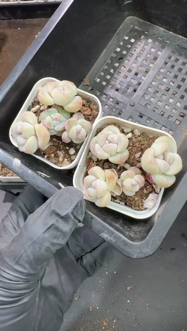 【闪购商品】68号到手1框-江北多肉