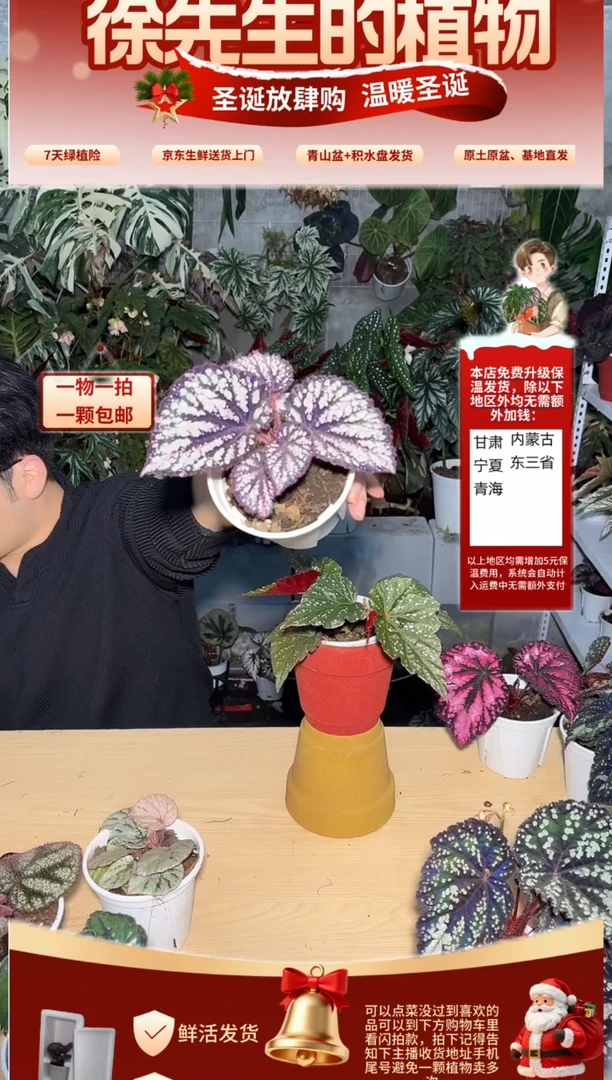完全开放-****️钻石秋海棠