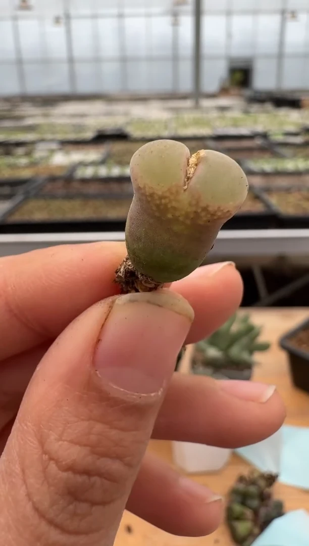 【闪购商品】24-61