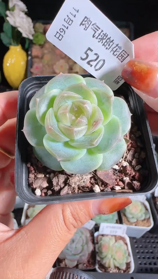 1116-520bl-8群生不包整