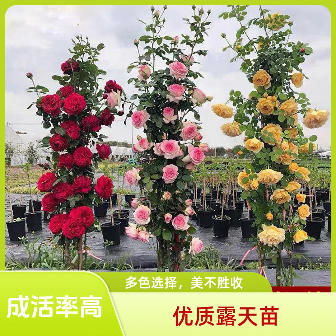 藤本蔷薇爬藤月季大苗花卉四季开花龙沙宝石庭院爬墙植物玫瑰