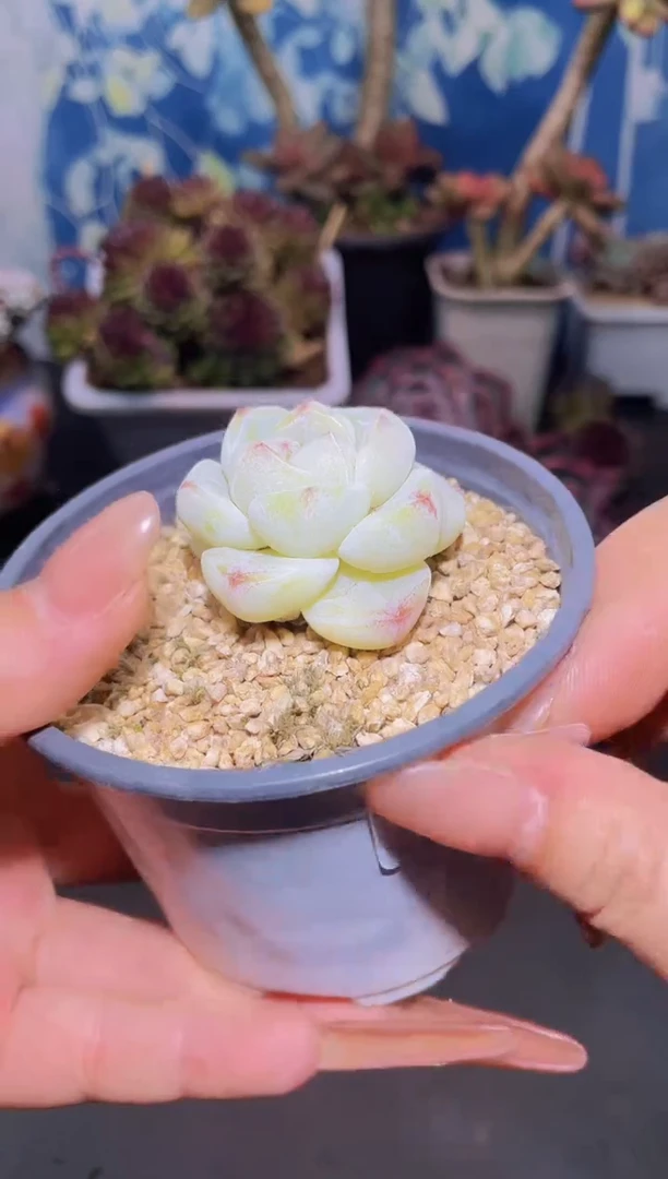 【闪购商品】822琥珀冰