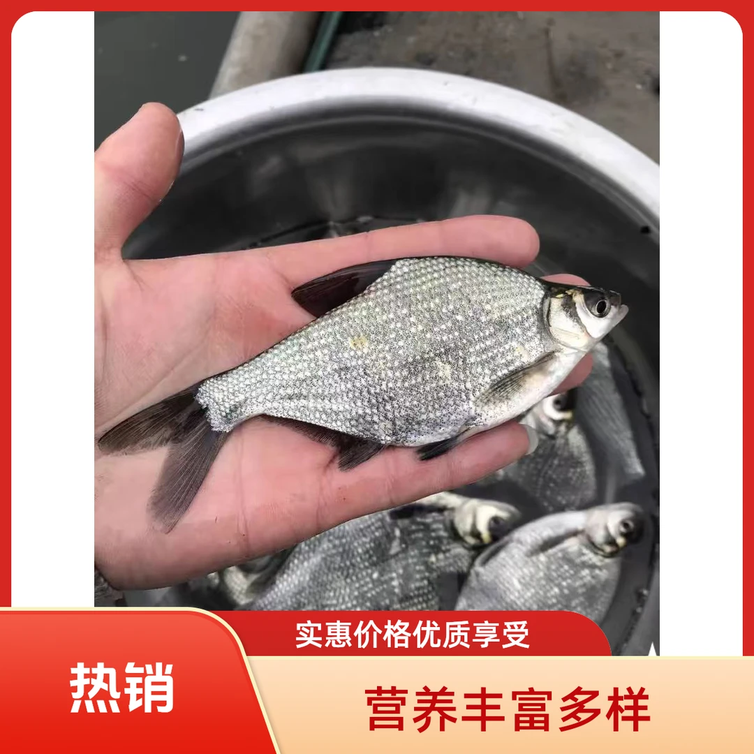 批发优质正宗淡水耐活边鱼武昌鱼鳊鱼三角鲂团头鲂水族活体观赏鱼