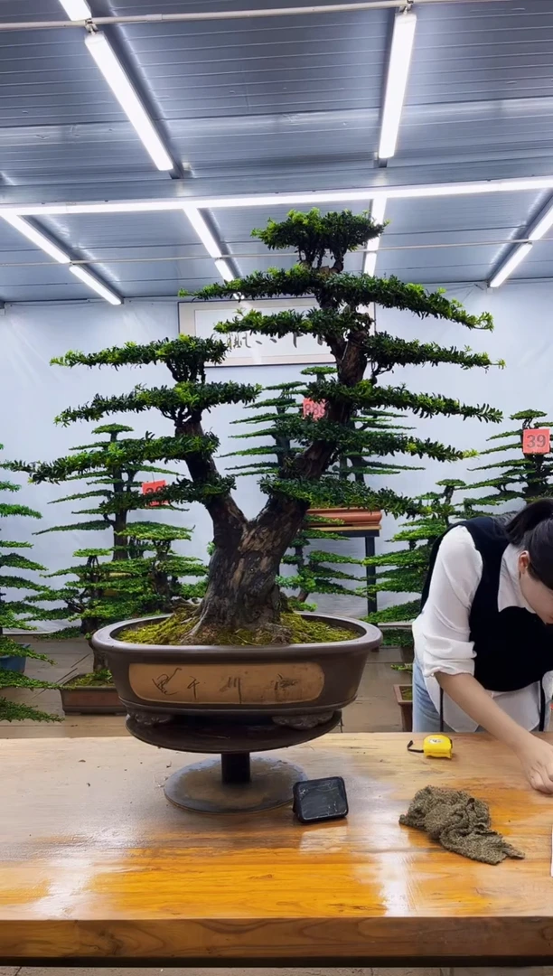 无花朵一物一拍，所见即所得
