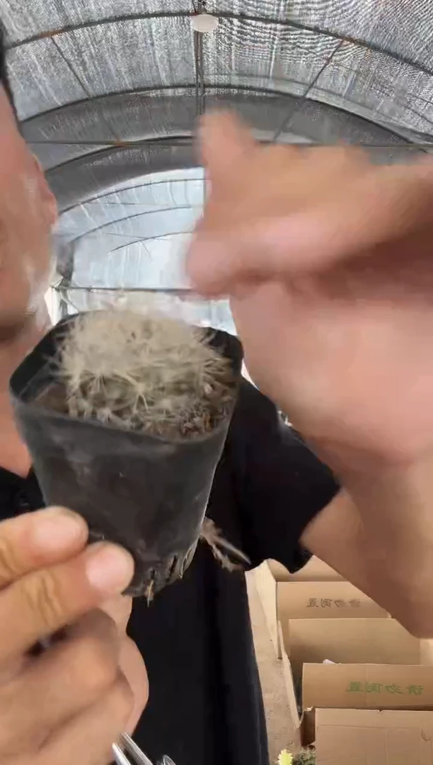 实生混乱玉16.99=======