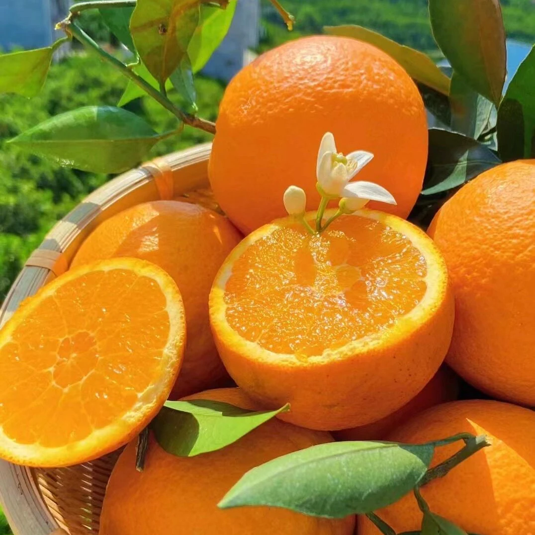 T秭归伦晚春橙5斤特大果新鲜应季水果现摘现发口感棒头茬春橙