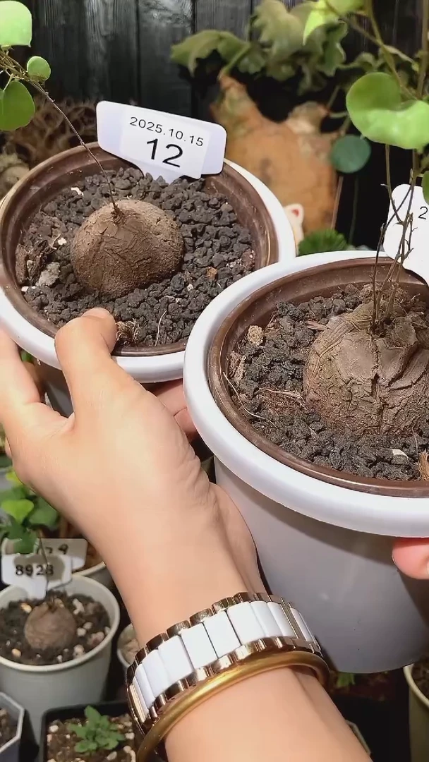 12号1015南非龟甲龙福利特价组合