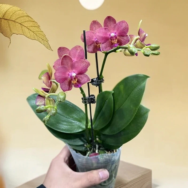 【李先生】樱桃番茄~蝴蝶兰带花发货原盆原土发货