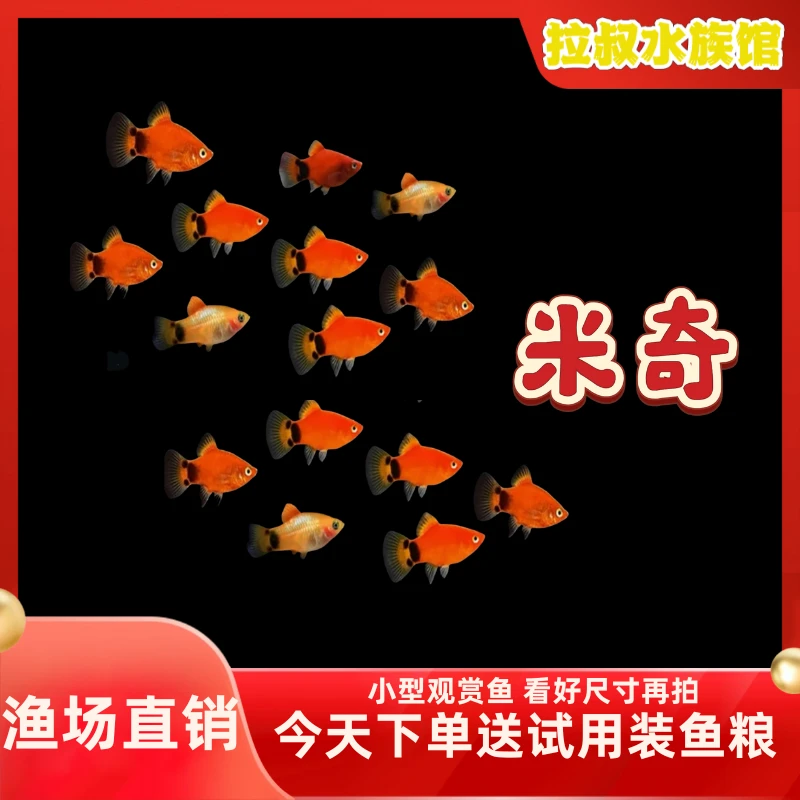米奇鱼小型热带观赏鱼与孔雀鱼月光鱼同属好养活新手适用
