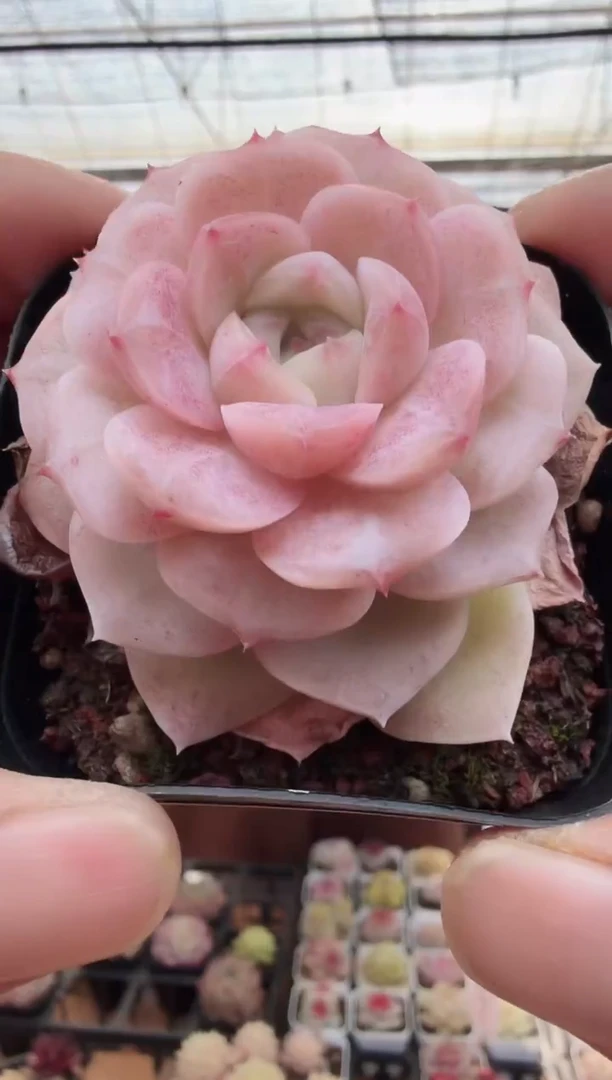 东云多肉园新款-28