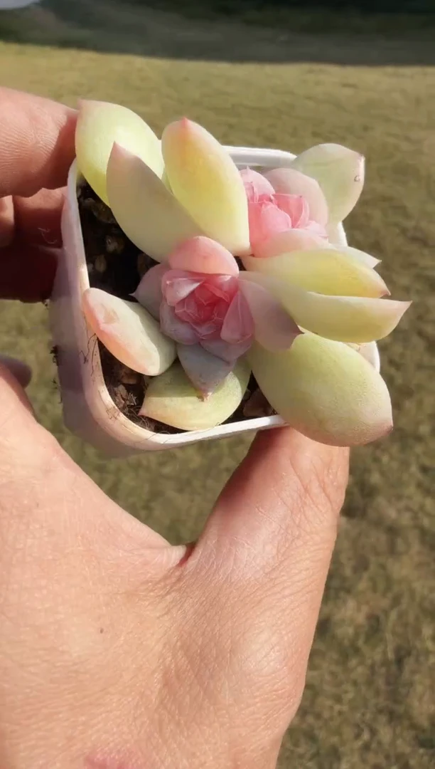 东云多肉园新款-216