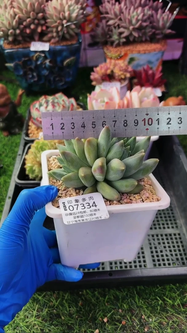 昆明印象多肉07334