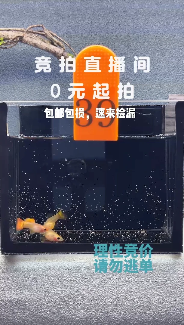 孔雀鱼红头皇家落日1公两母编号39