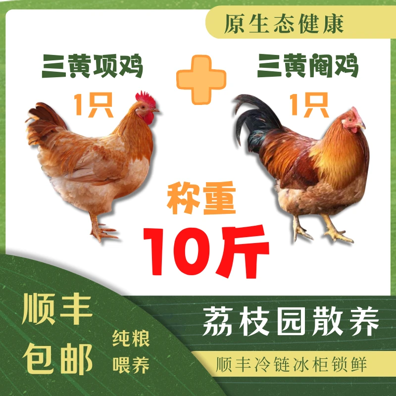 手工宰杀 阉鸡+母鸡 各一只 湛江鸡 荔枝园土鸡