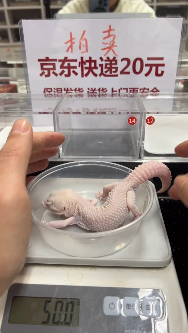 豹纹守宫000000000000