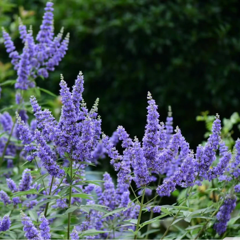【木通】飘枝-穗花牡荆 耐寒耐热树状薰衣草多年生灌木花卉