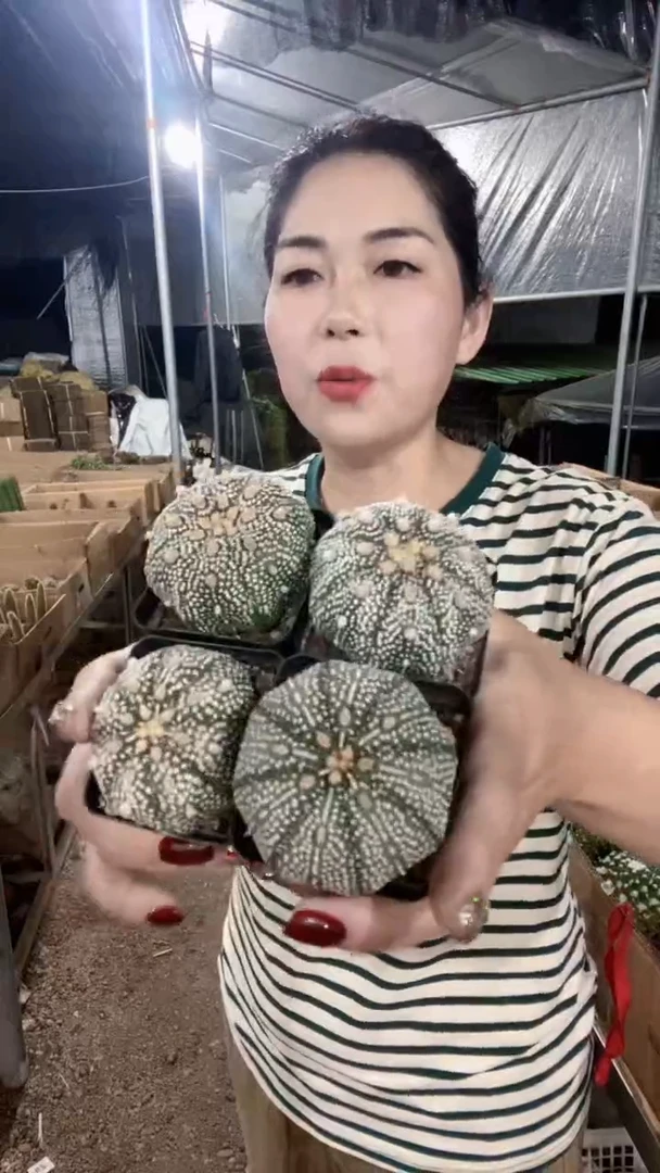 浓白超兜仙人球一颗