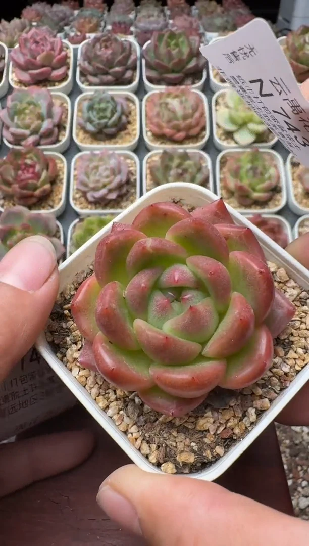 743N带盆土发(6.5cm杯） 当场拍3颗以上包柚 多肉植物