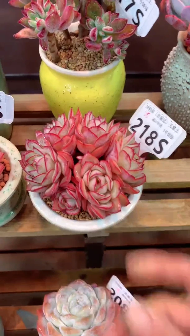 218S（一物一拍，精品多肉，所见即所得 ）