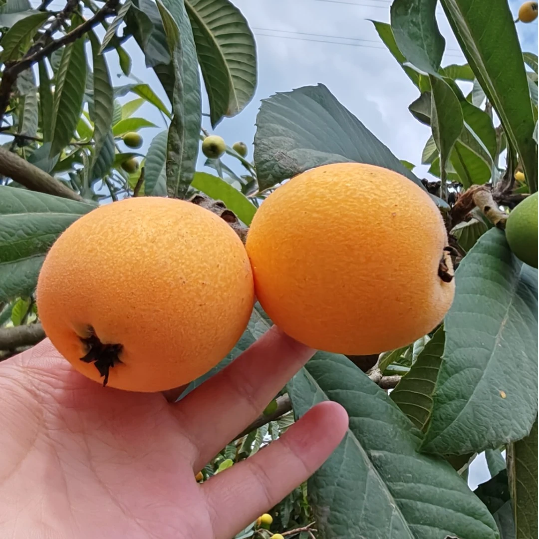 【新鲜现摘】四川五星大枇杷 果大肉厚多汁爽口 新鲜直达3/5斤