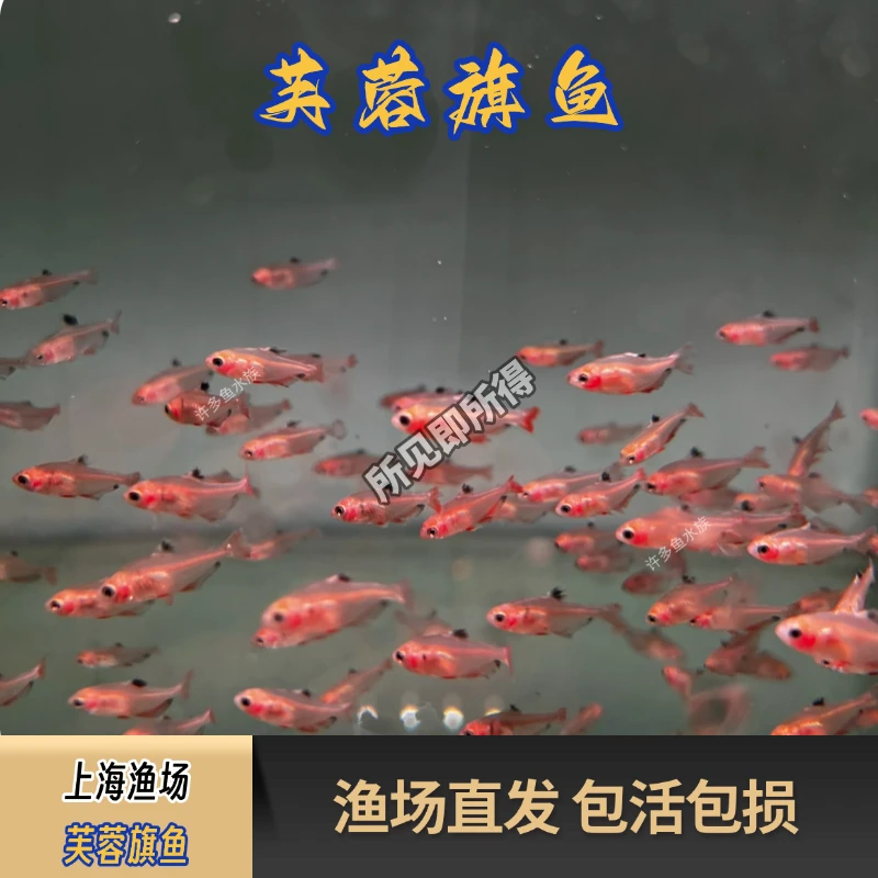 芙蓉旗观赏鱼热带鱼淡水小型鱼易养耐活上海包邮包损专业打包发货