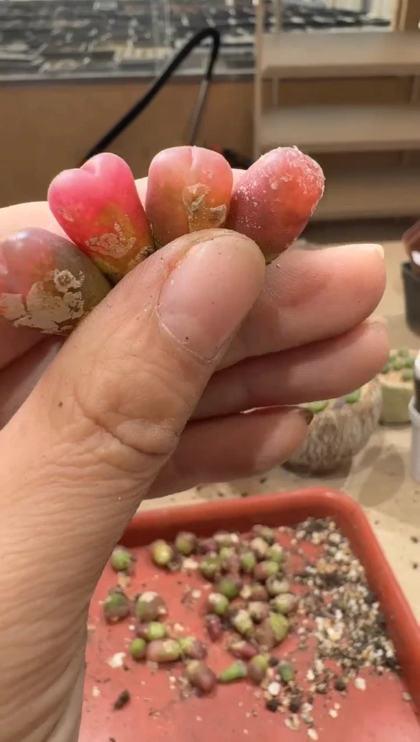 18-326多肉植物肉锥